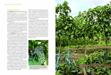 Bio-Wein im eigenen Garten: Wie Anbau, Pflege und Ernte auf kleiner Fläche gelingen