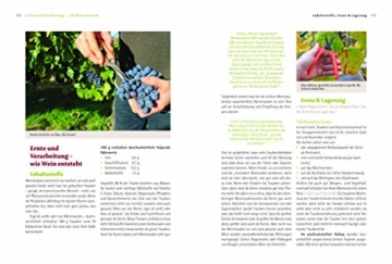 Bio-Wein im eigenen Garten: Wie Anbau, Pflege und Ernte auf kleiner Fläche gelingen