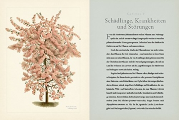 Botanik für Gärtner: Von Achselknospe bis Zwiebelpflanze. Die Wissenschaft der Pflanzen