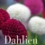Dahlien: Die schönsten Sorten und ihre Pflege
