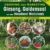 Growing and Marketing Ginseng, Goldenseal and other Woodland Medicinals