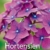 Hortensien: Die schönsten Arten und Sorten