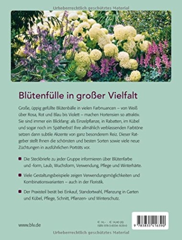 Hortensien: Die schönsten Arten und Sorten