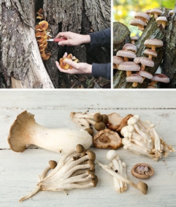 Mushroom Cultivation: An Illustrated Guide to Growing Your Own Mushrooms at Home