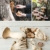 Mushroom Cultivation: An Illustrated Guide to Growing Your Own Mushrooms at Home