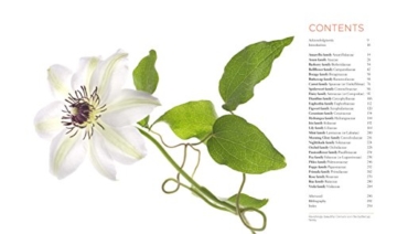 Seeing Flowers: Discover the Hidden Life of Flowers