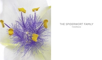 Seeing Flowers: Discover the Hidden Life of Flowers