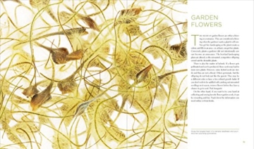 Seeing Seeds: A Journey Into the World of Seedheads, Pods, and Fruit