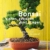 Bonsai ziehen, gestalten und pflegen: Schritt für Schritt zum Bonsaiprofi (GU Praxisratgeber Garten) - 1