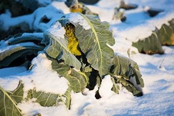 Frisches Gemüse im Winter ernten: Die besten Sorten und einfachsten Methoden für Garten und Balkon. Poster mit praktischem Anbau- und Erntekalender. 77 verschiedene Gemüse - 3