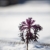 Frisches Gemüse im Winter ernten: Die besten Sorten und einfachsten Methoden für Garten und Balkon. Poster mit praktischem Anbau- und Erntekalender. 77 verschiedene Gemüse - 5