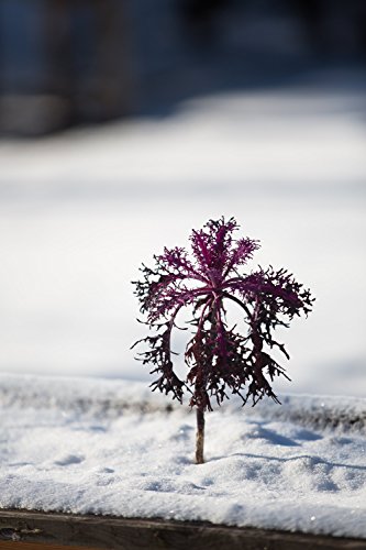 Frisches Gemüse im Winter ernten: Die besten Sorten und einfachsten Methoden für Garten und Balkon. Poster mit praktischem Anbau- und Erntekalender. 77 verschiedene Gemüse - 5