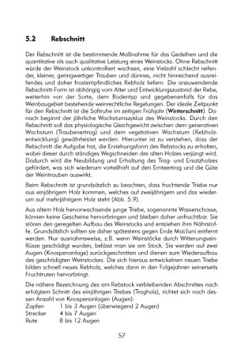 Hobbyweinbau - Anbau, Pflege, Weinbereitung: Das Praxishandbuch vom Fachmann - 4