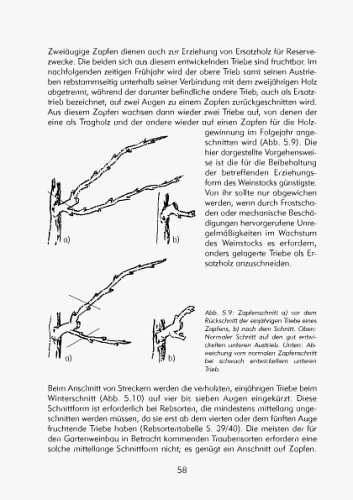 Hobbyweinbau - Anbau, Pflege, Weinbereitung: Das Praxishandbuch vom Fachmann - 5