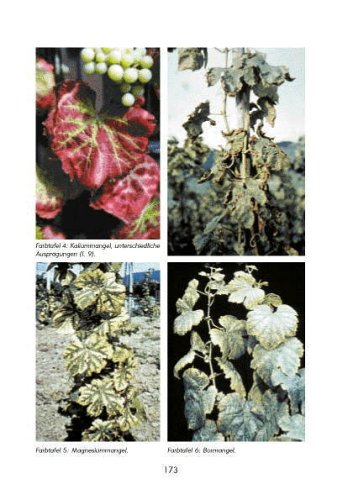Hobbyweinbau - Anbau, Pflege, Weinbereitung: Das Praxishandbuch vom Fachmann - 7