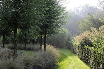 Meine Vision wird Garten: Ganzjährig attraktiv - mit nachhaltigen Pflanzkonzepten für jeden Standort - 6