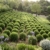 Moderne Gartenkonzepte - Gartengestaltung passend zur Architektur (Garten- und Ideenbücher BJVV) - 7
