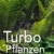 Turbo-Pflanzen: Schnelle, effektvolle Begrünung - 1