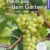 Wein aus dem Garten (Mein Garten): Pflanzen - Pflegen - Ernten - 1