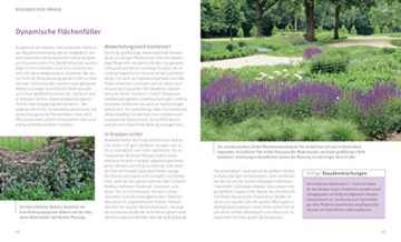 Flinke Bodendecker: Flächenfüller für jeden Gartenstandort (GU Pflanzenratgeber) - 5