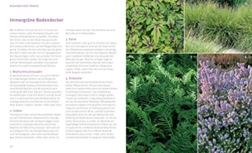 Flinke Bodendecker: Flächenfüller für jeden Gartenstandort (GU Pflanzenratgeber) - 6