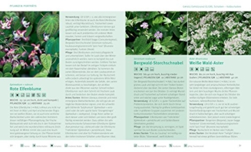 Flinke Bodendecker: Flächenfüller für jeden Gartenstandort (GU Pflanzenratgeber) - 7
