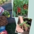 Selbstversorger Basics: Obst- und Gemüsegärtnern für Anfänger (GU Garten Extra) - 4