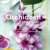 Orchideen pflegen: Schritt für Schritt zu exotischer Pflanzenpracht (GU Praxisratgeber Garten)