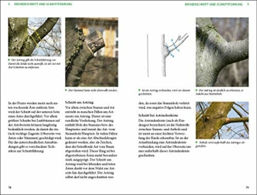 Praxis Baumpflege - Kronenschnitt an Bäumen: Kronenschnitt entsprechend der Baumentwicklung