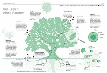 Das Waldbuch: Alles, was man wissen muss, in 50 Grafiken