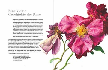 Rosen: Meisterin der Blumenkunst